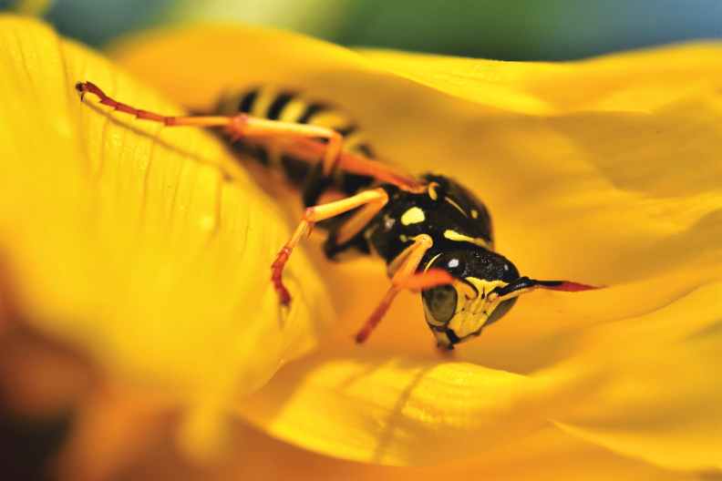 close up photo of wasp on yellow flower